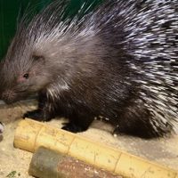 Эксперты: торговые центры не проиграют от запрета контактных зоопарков