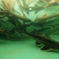 На Сахалине построят рыбоводный завод за 380 млн рублей