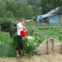 Союз дачников Подмосковья предложил продлить дачную амнистию до 2022 года