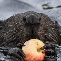 Заюшкина избушка: каких животных можно встретить в парках Москвы зимой