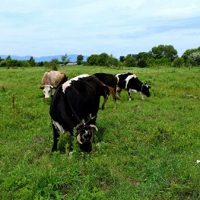 В Хабаровском крае начали строить дороги к «дальневосточным гектарам»