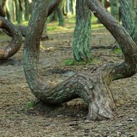 Путин поручил построить велодорожку в нацпарке «Куршская коса»