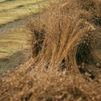 В Ростовской области построят крупнейший в мире завод переработки льна