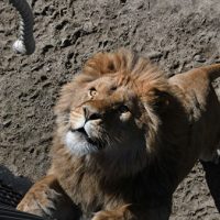 Директор «Тайгана» объяснил заминку с открытием парка львов в Крыму