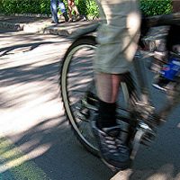 Проект строительства велодорожки на Куршской косе прошел экспертизу